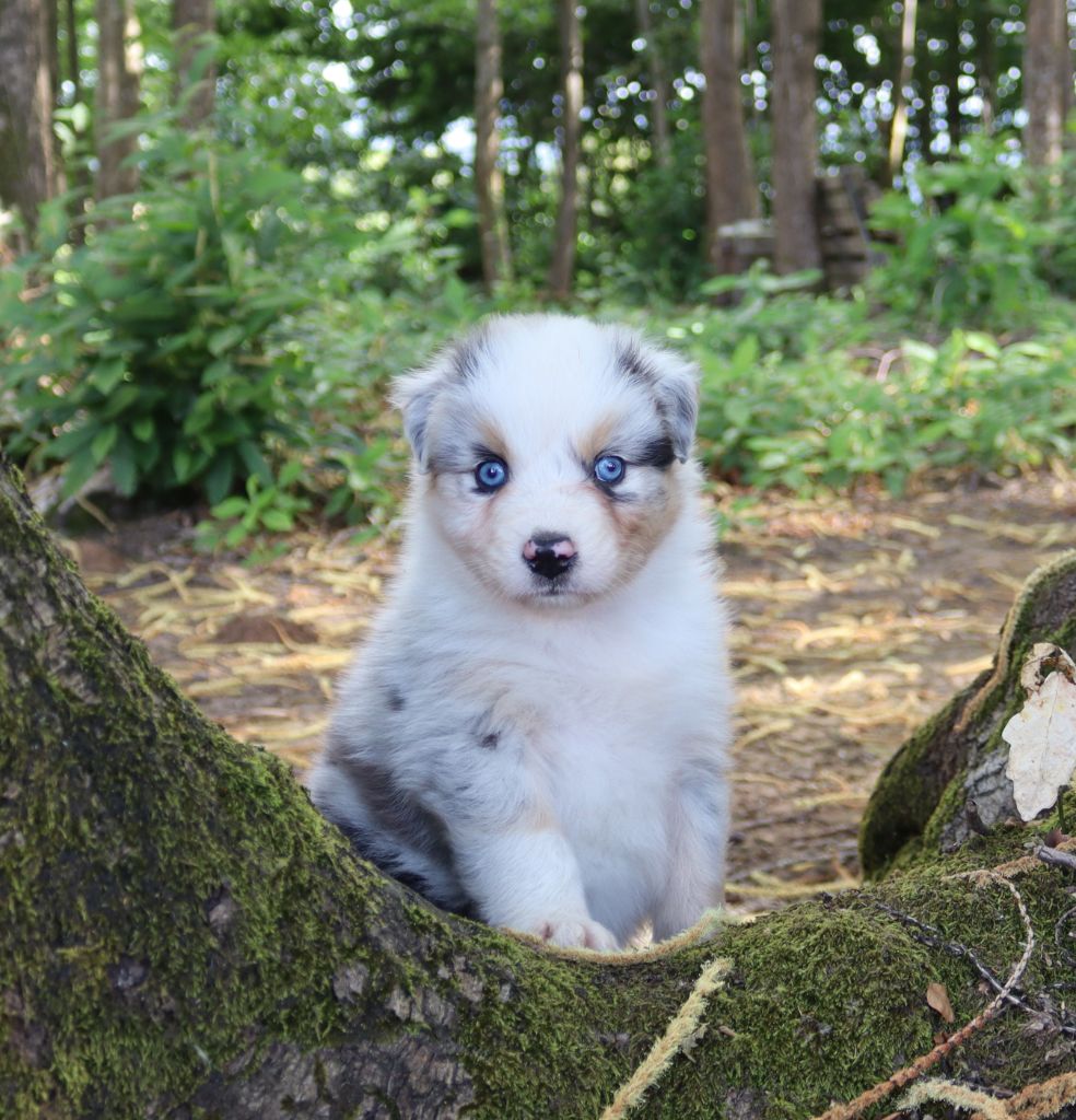 of Fantasia Collies - Berger Australien - Portée née le 30/05/2023