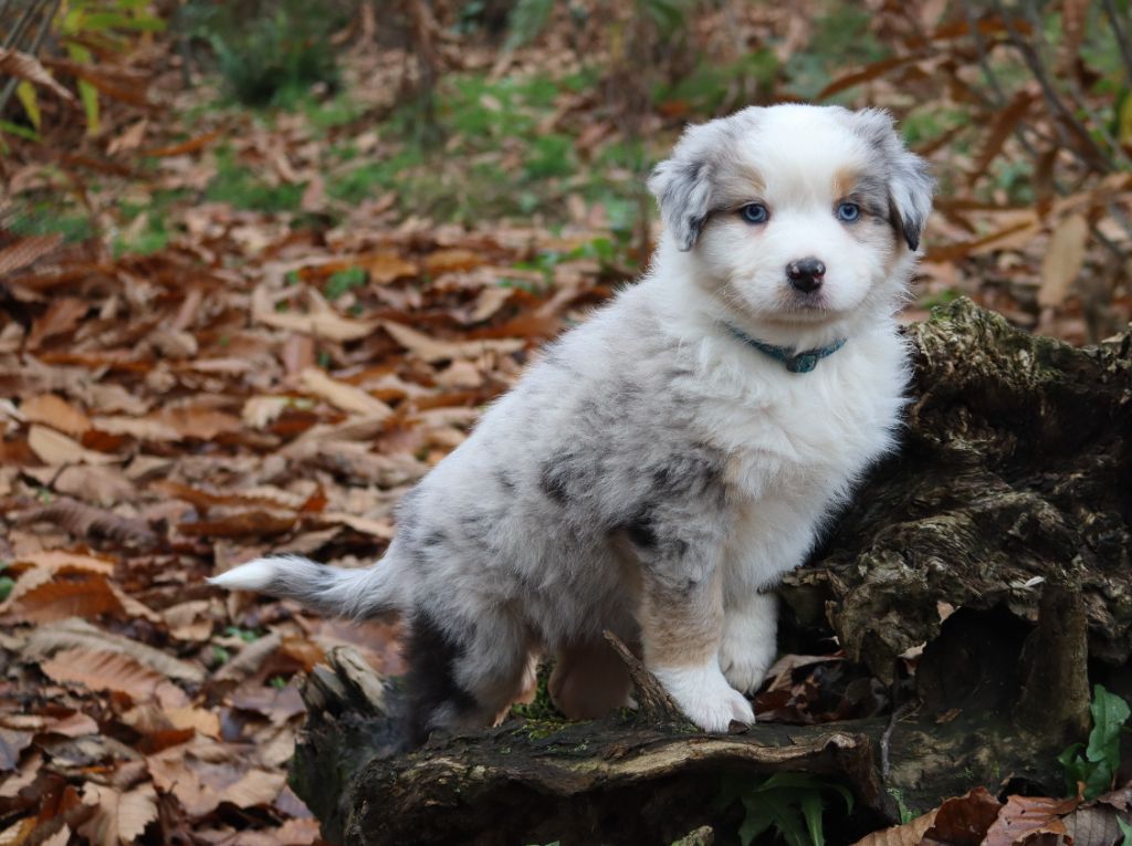 of Fantasia Collies - Berger Australien - Portée née le 12/10/2023